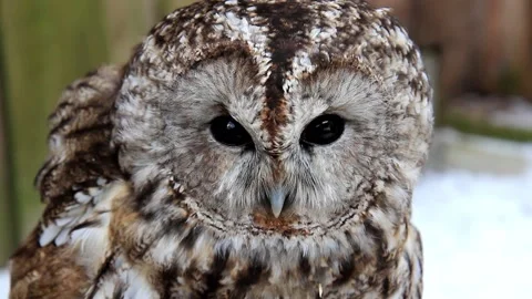 Tawny owl Vídeos de archivo 234617958