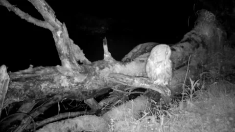 Tawny Owl hops onto a fallen tree branch by the River. No sound. Isle of Skye Stock Footage 241337546