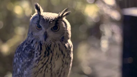 Tawny Owl Looks at Camera Video stock 84054544