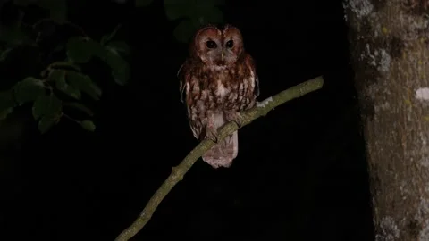 Tawny Owl at night landing and taking off Stock Footage