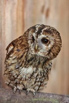Tawny owl or brown owl (Strix aluco) Portrait of Tawny owl or brown owl (S... Stock Photos