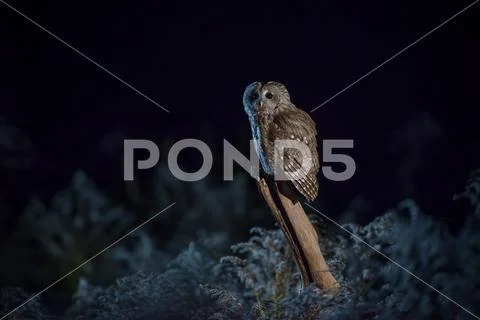 TAWNY OWL Stock Photos