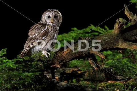 TAWNY OWL Stock Photos