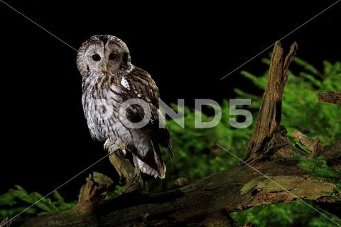 TAWNY OWL Stock Photos