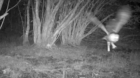 Tawny owl pulls worm out of ground then flies off. Slow Motion. Isle of Skye Stock Footage 241836434