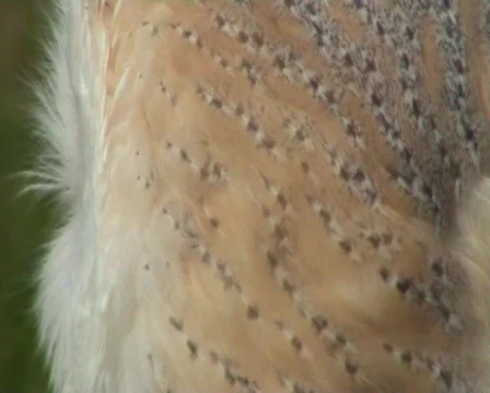 Tawny Owl Sitting On Post Stock Footage 262966