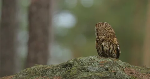 Tawny owl sitting on the stone in forest. Europe wildlife. Clear green backgroun Vídeo Stock 164574293