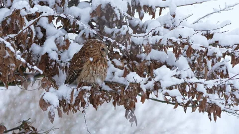 Tawny owl on snow covered beech branches, turning head in falling snow Stock Footage 329293473