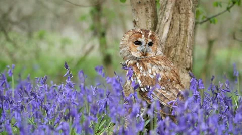 Tawny Owl (Strix aluco) Sitting in a Bluebell Wood Stock Footage