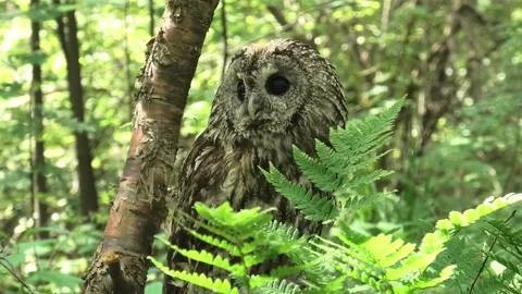 Tawny owl in summer forest Stock Footage 277721560