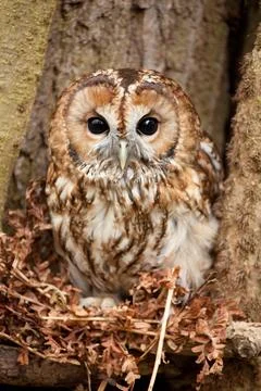 Tawny Owl in Tree Stock Photos