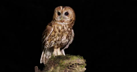 Tawny Owl UK coming in to land and taking off from a mossy perch at night Stock Footage