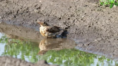 The tawny pipit bird taking a bath, Anthus campestris Stock Footage 156846952