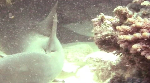 Tawny shark  Stock Footage 313814