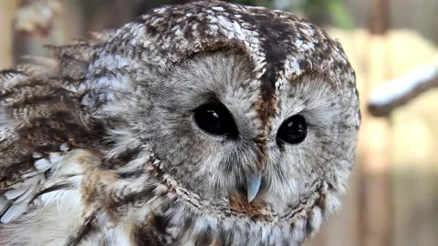 Tawnyowl1 Vídeos de archivo 234419891