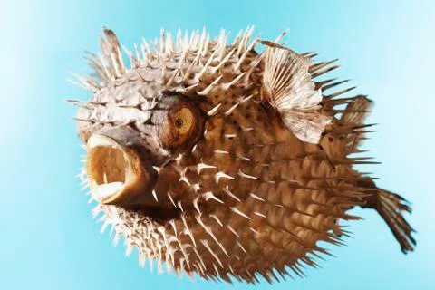 Taxidermal Inflated Puffer Fish Stock Photos