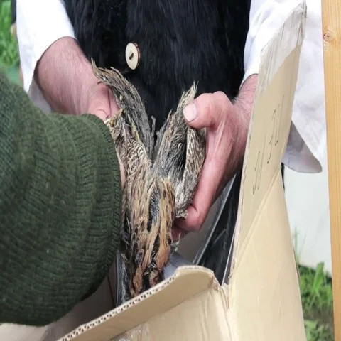 Taxidermist Showing Feathers on Corpse of Bird to the Client Stock Footage 69444792