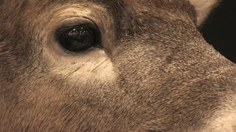 Taxidermy Stock Footage