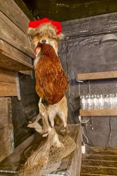 Taxidermy Fox with Chicken in Rustic Setting Stock Photos