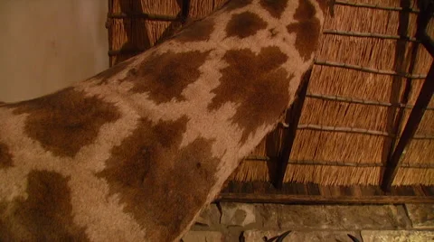 Taxidermy of giraffe Stock Footage 54590650