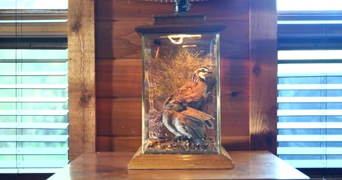 Taxidermy partridges displayed inside a rustic lamp in a rural cabin Stock-Footage 341426745