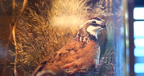 Taxidermy partridges displayed inside a rustic lamp in a rural cabin Stock Footage 341426793