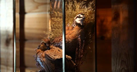 Taxidermy partridges displayed inside a rustic lamp in a rural cabin Stock Footage 341426807
