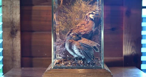 Taxidermy partridges displayed inside a rustic lamp in a rural cabin Stock Footage 341427252