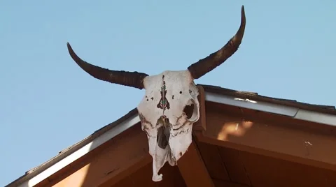 Taxidermy on rooftop Stock Footage 55570064