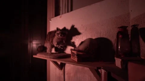 Taxidermy Stuffed Raccoon Prop Stock Footage