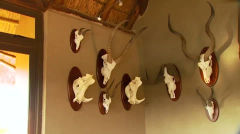 Taxidermy on wall Stock Footage 54590481