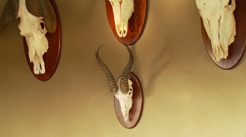 Taxidermy on wall Stock Footage 54590483