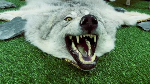 Taxidermy wolf pelt with snarling expression on artificial green grass Video stock 333273194