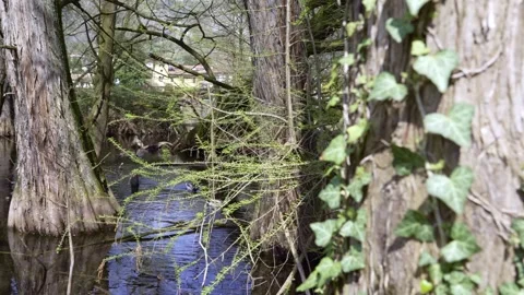 TAXODI Stock Footage 314280532