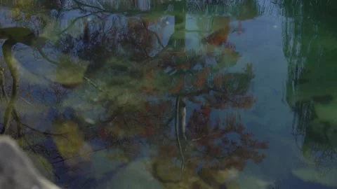 Taxodium distichum Stock Footage 166323213