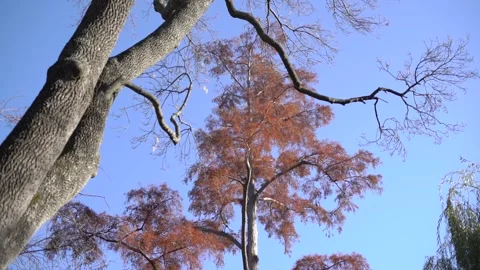 Taxodium distichum Stock Footage 166323234