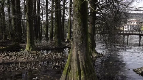 Taxodium forest Stock Footage 313836861