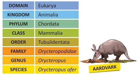 Taxonomic ranks-aardvark Stock Illustration