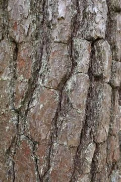 Taxture Stock Photos