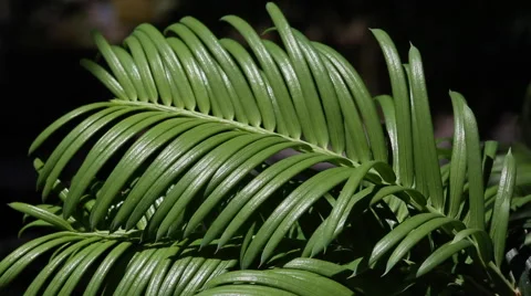 Taxus baccata Stock Footage 63368619