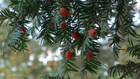Taxus baccata Stock Footage 117678879