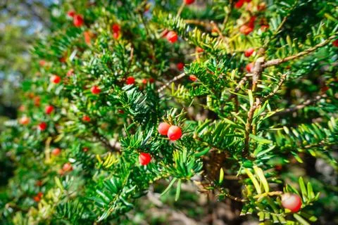 Taxus cuspidata Foto stock