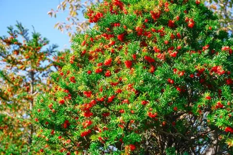 Taxus cuspidata Stock Photos