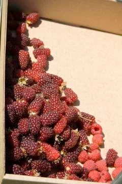 Tayberries Stock Photos