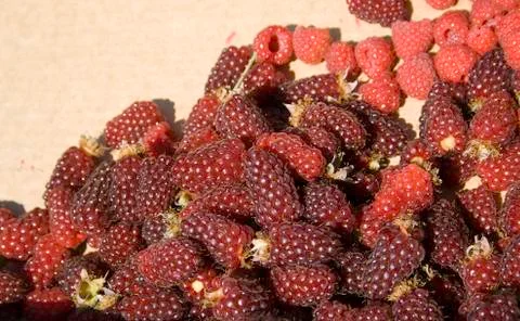 Tayberries 스톡 사진