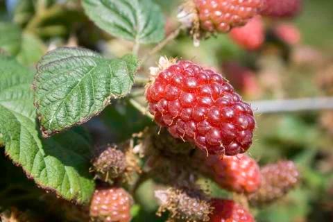 Tayberry Stock Photos