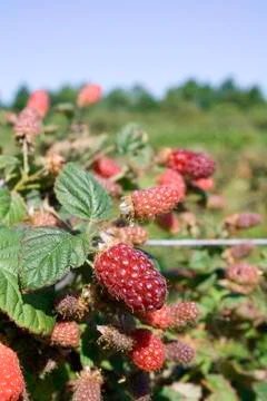 Tayberry Stock Photos
