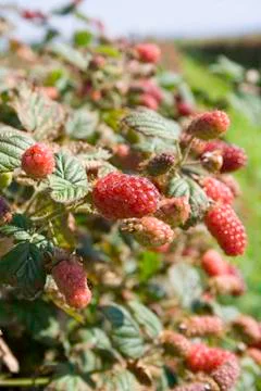 Tayberry Foto stock