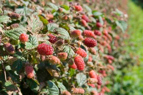 Tayberry Stock-Fotos