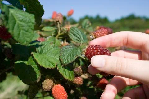 Tayberry picking Stock Photos